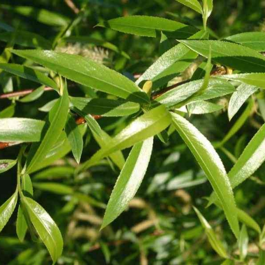 Ива ломкая, С3