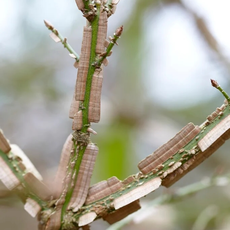 Бересклет крылатый, С3