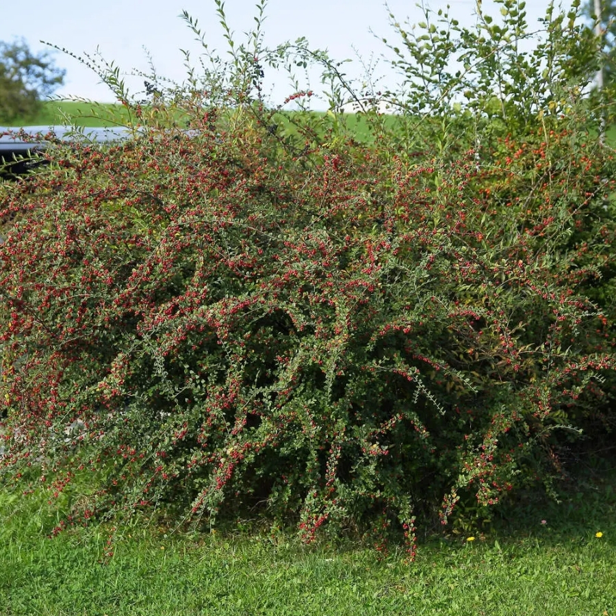 Кизильник Дильса, С3