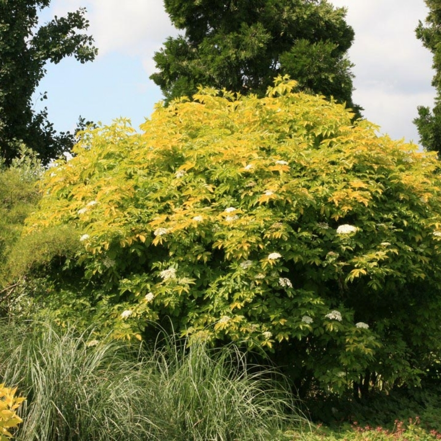 Бузина чёрная Ауреа, С3