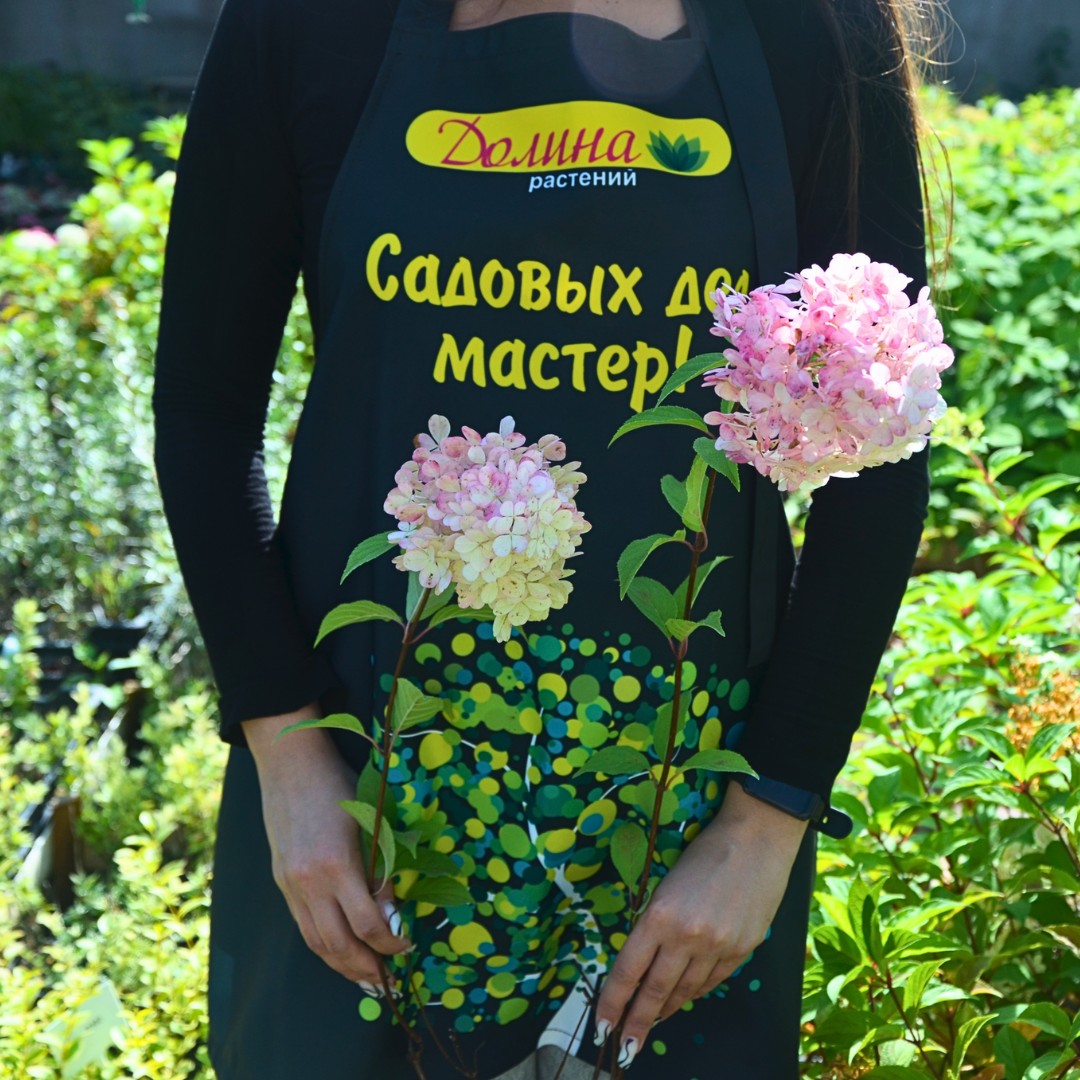 Гортензия метельчатая Ванилла Фрейз