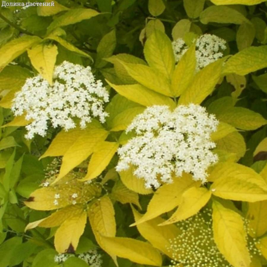 Бузина чёрная Ауреа, С3