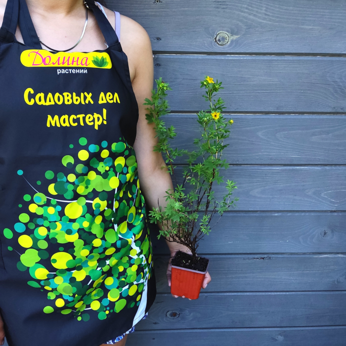 Лапчатка кустарниковая ГолдФингер, С3