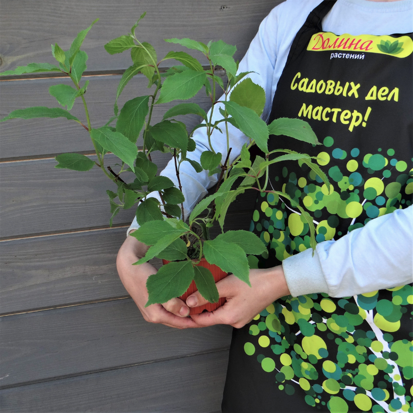 Гортензия метельчатая Тардива