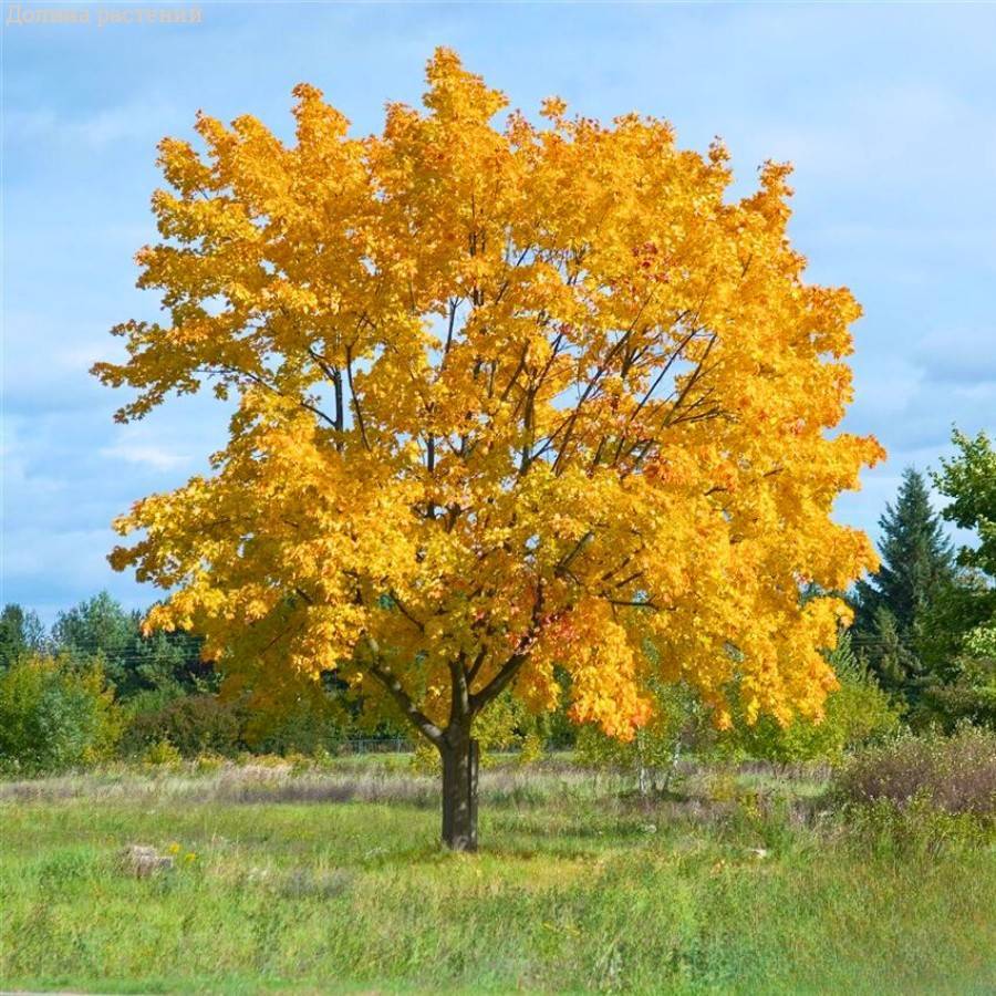 Саженцы Клен остролистный, С5 оптом.