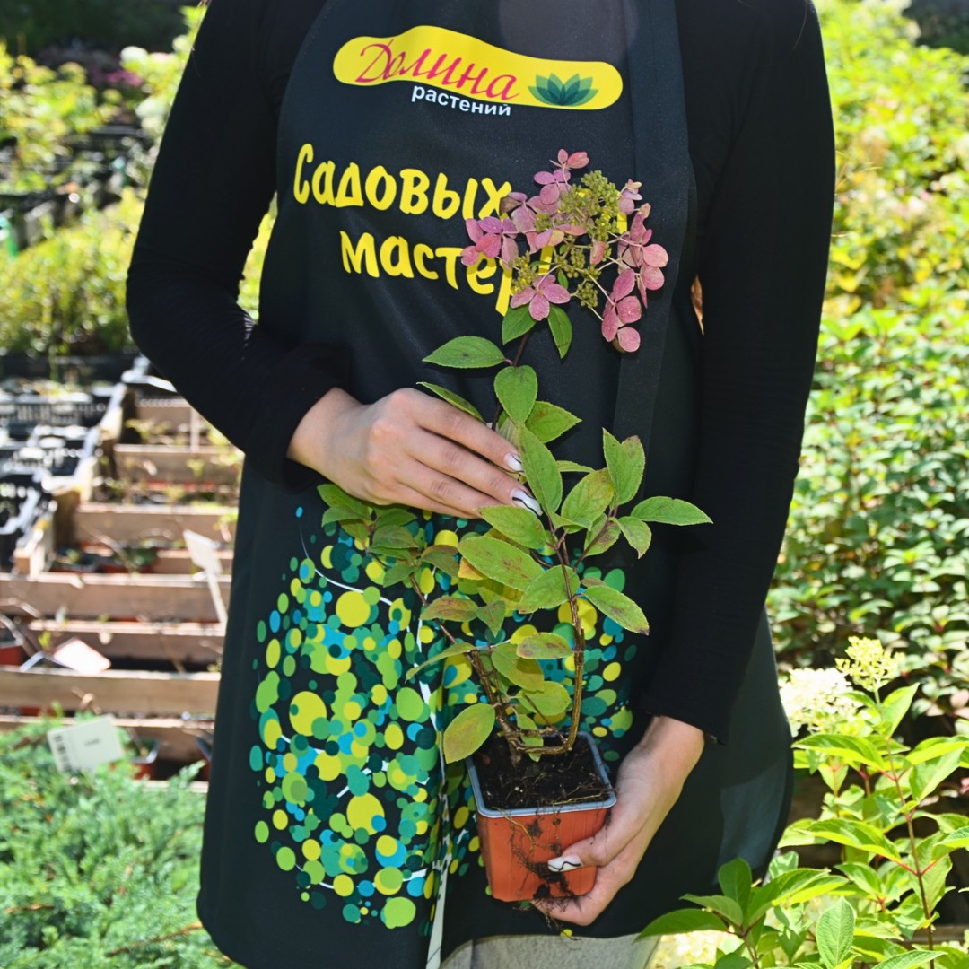 Саженцы Гортензия метельчатая Руби оптом.