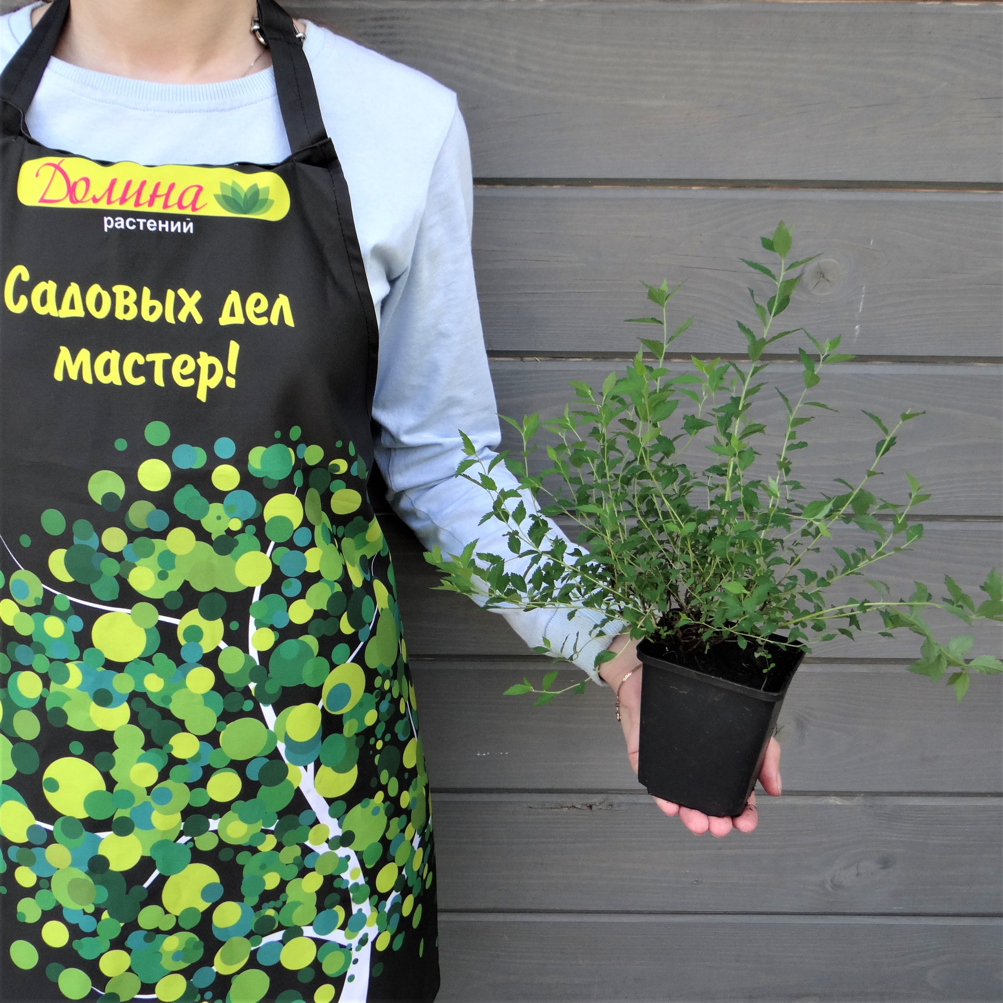 Саженцы Спирея японская Нана, С2 оптом.
