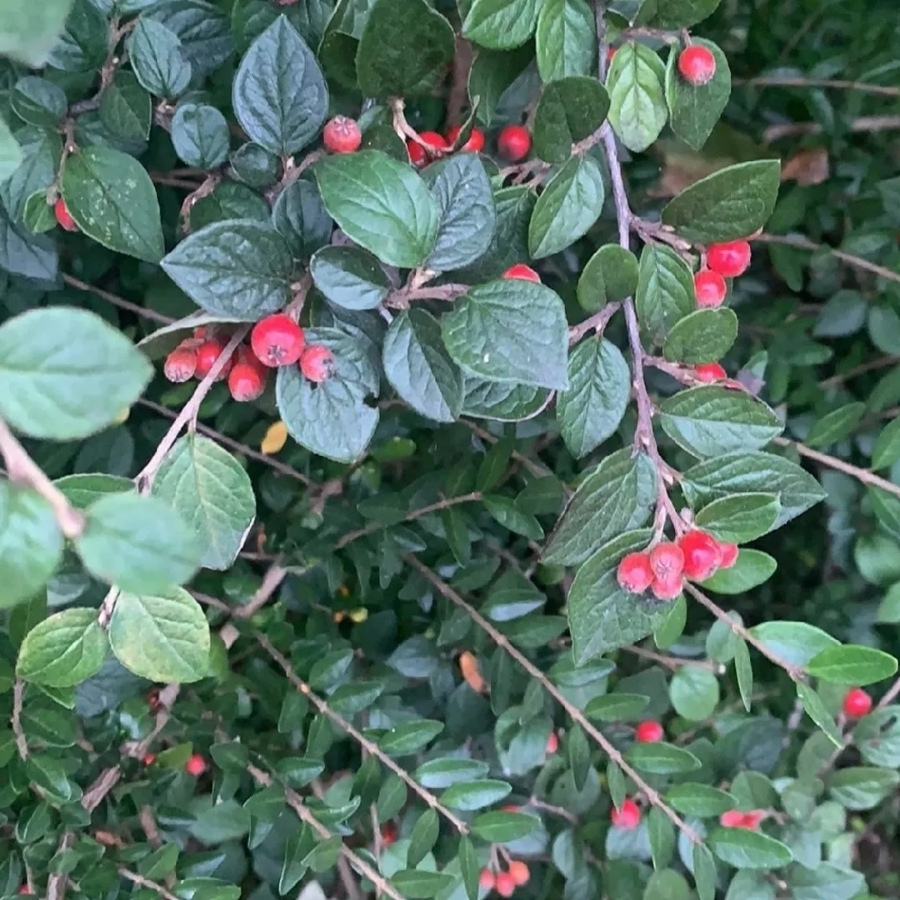 Кизильник Дильса, С3