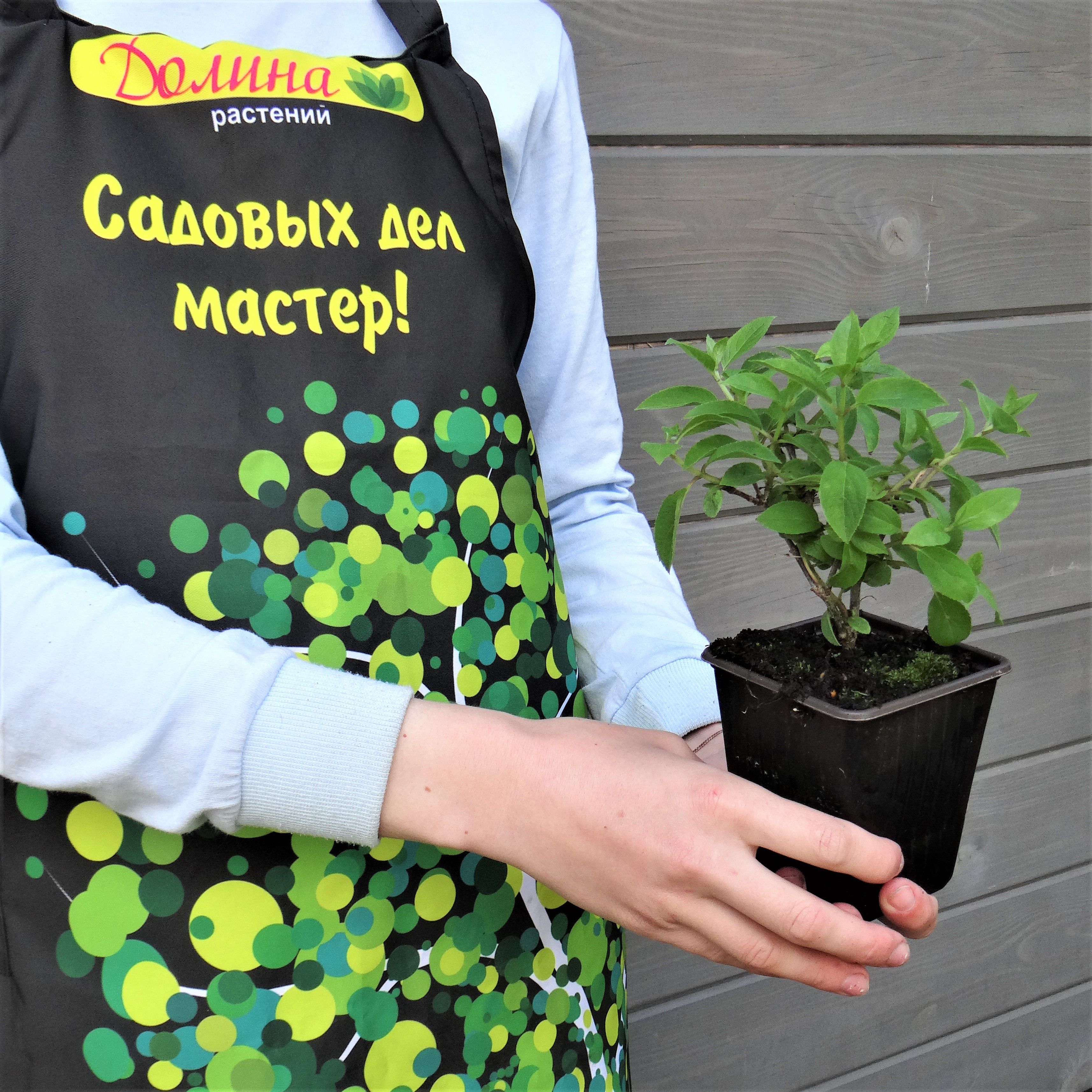 Гортензия метельчатая Бобо