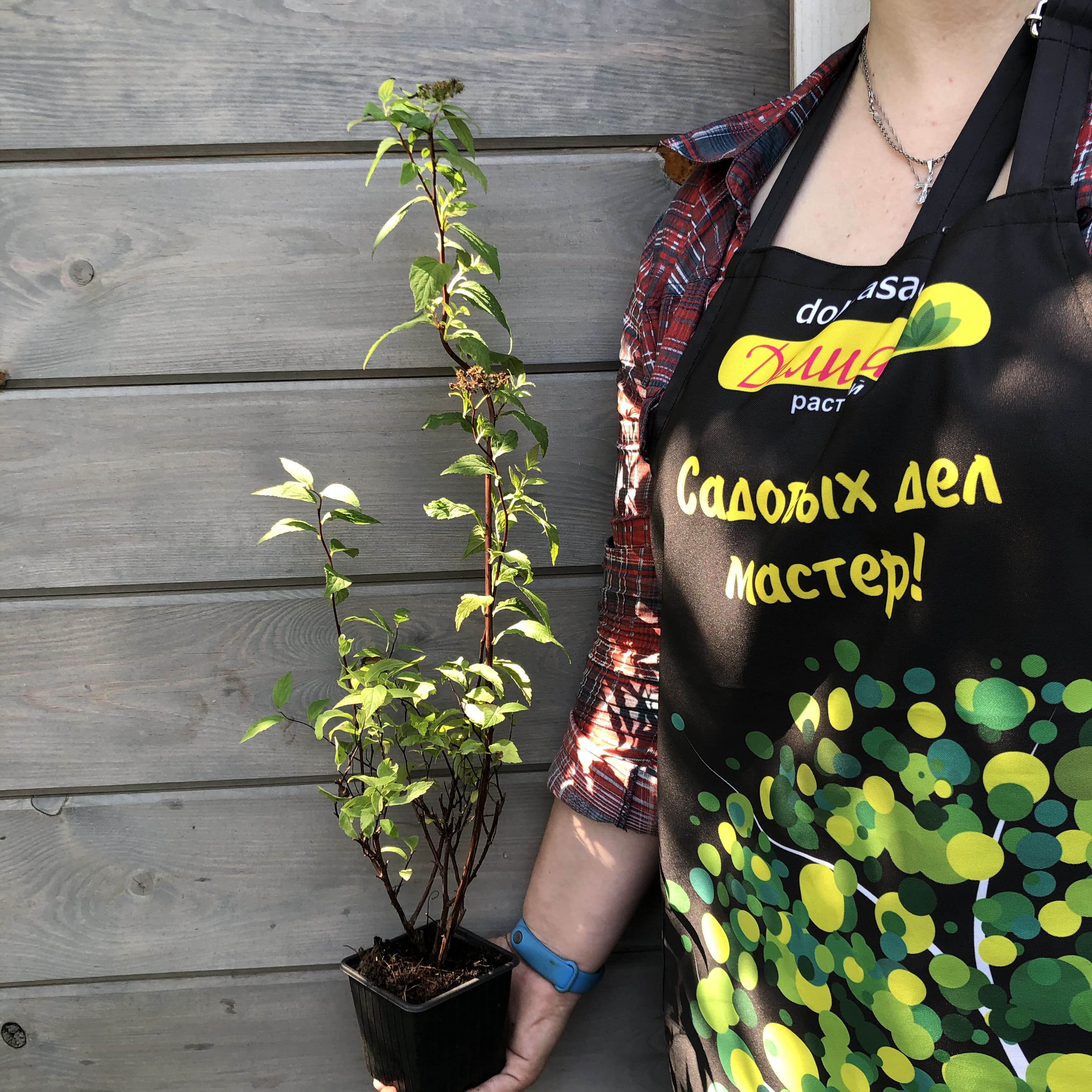 Спирея японская Фробелии