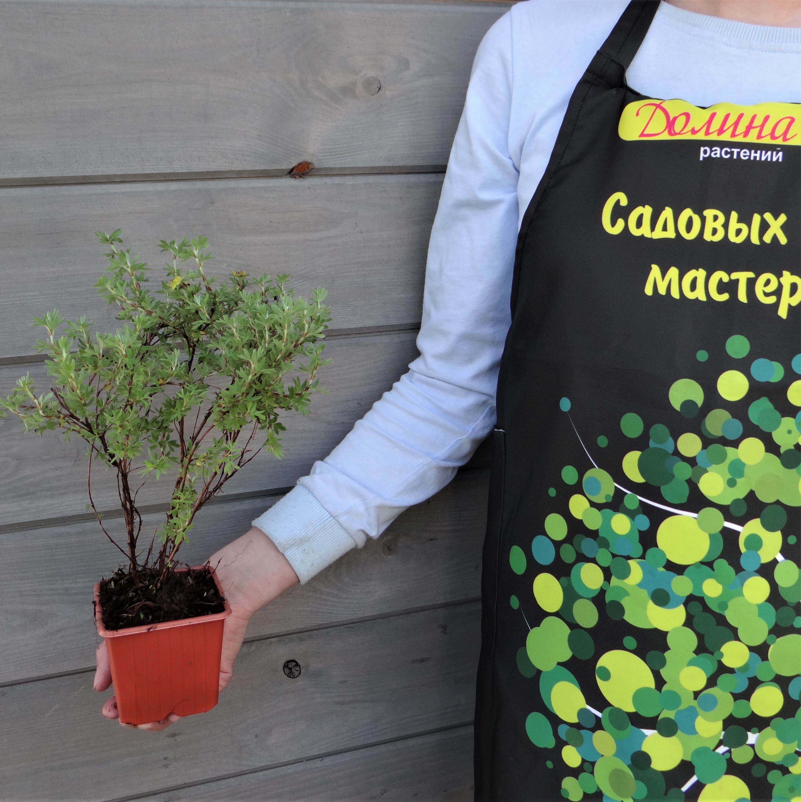 Саженцы Лапчатка кустарниковая Кобольд оптом.