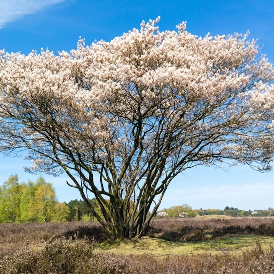 Ирга Ламарка, С3