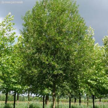 Ива ломкая, С3