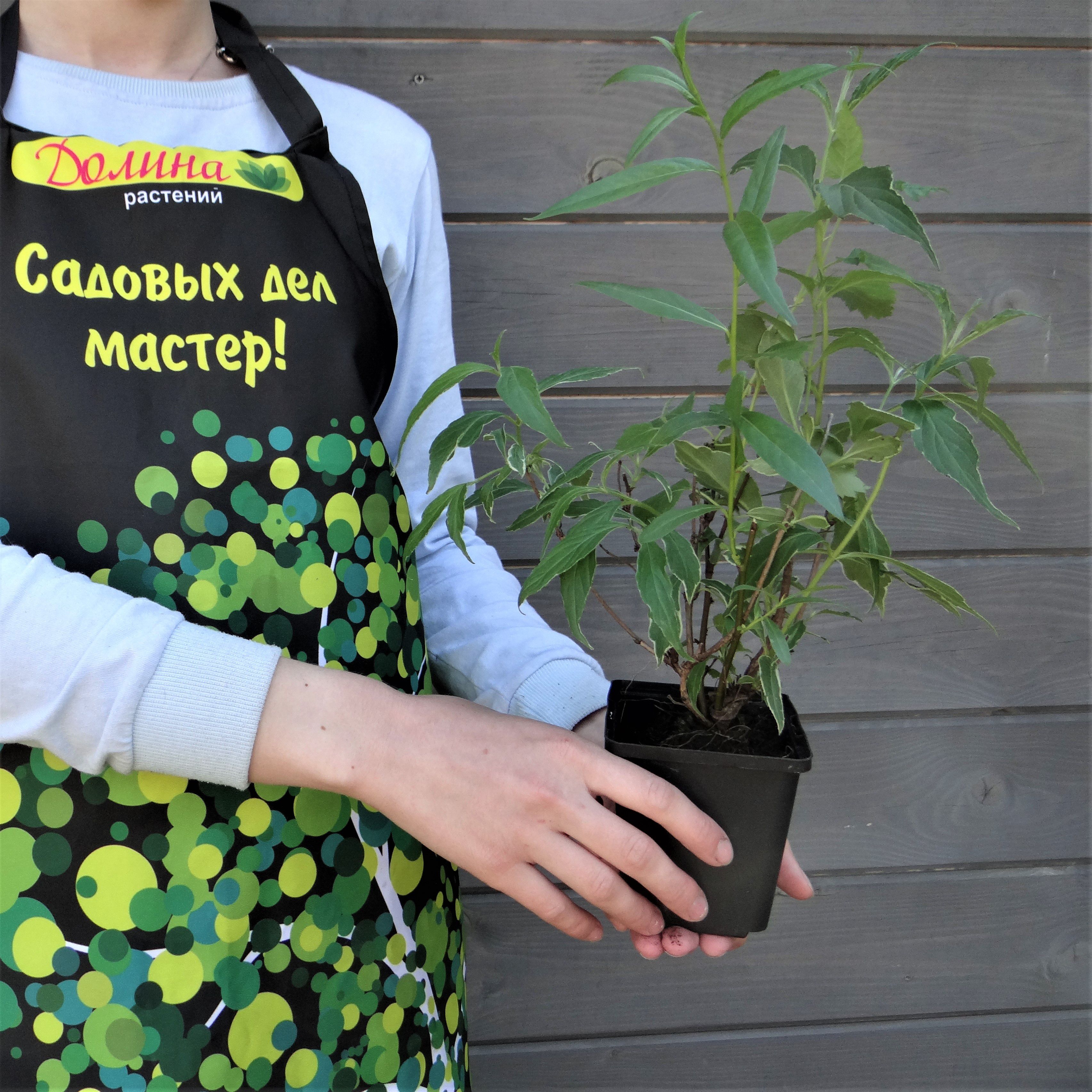 Вейгела цветущая Сюзанна