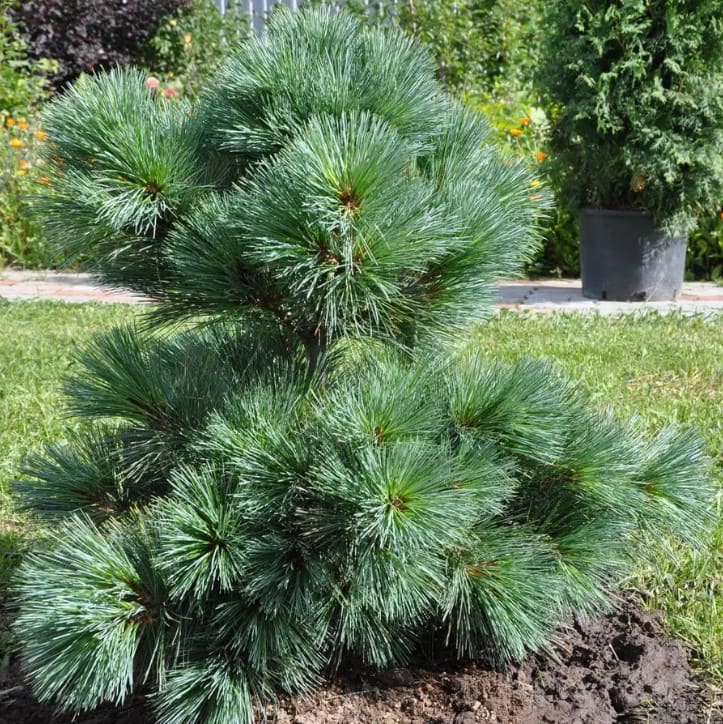Саженцы Сосна Веймутова, С3 оптом.