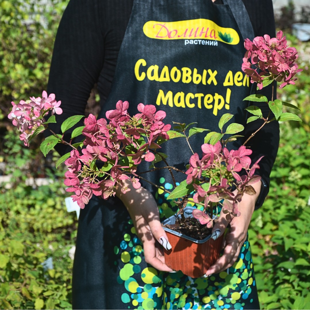 Саженцы Гортензия метельчатая Петит Стар оптом.