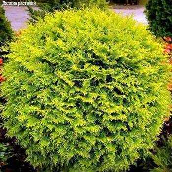 Туя Западная Голден Глобе, С2