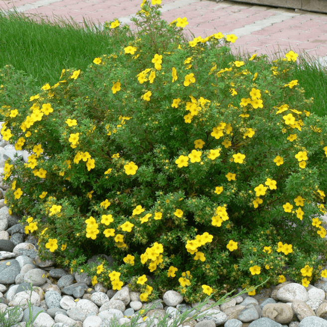 Лапчатка кустарниковая Элизабет