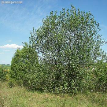 Ива козья, С3