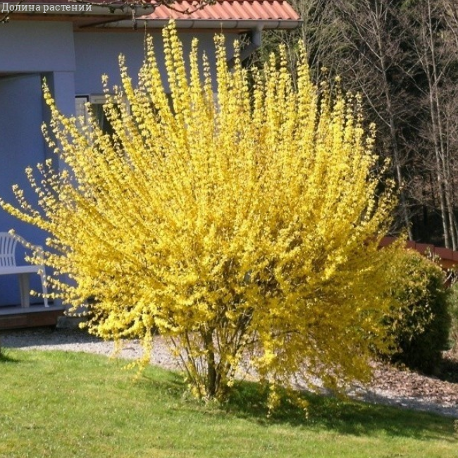 Форзиция средняя Голдрауч, С2