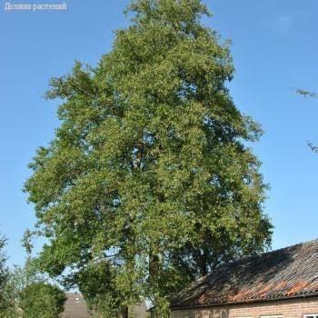 Ольха сердцелистная, С3