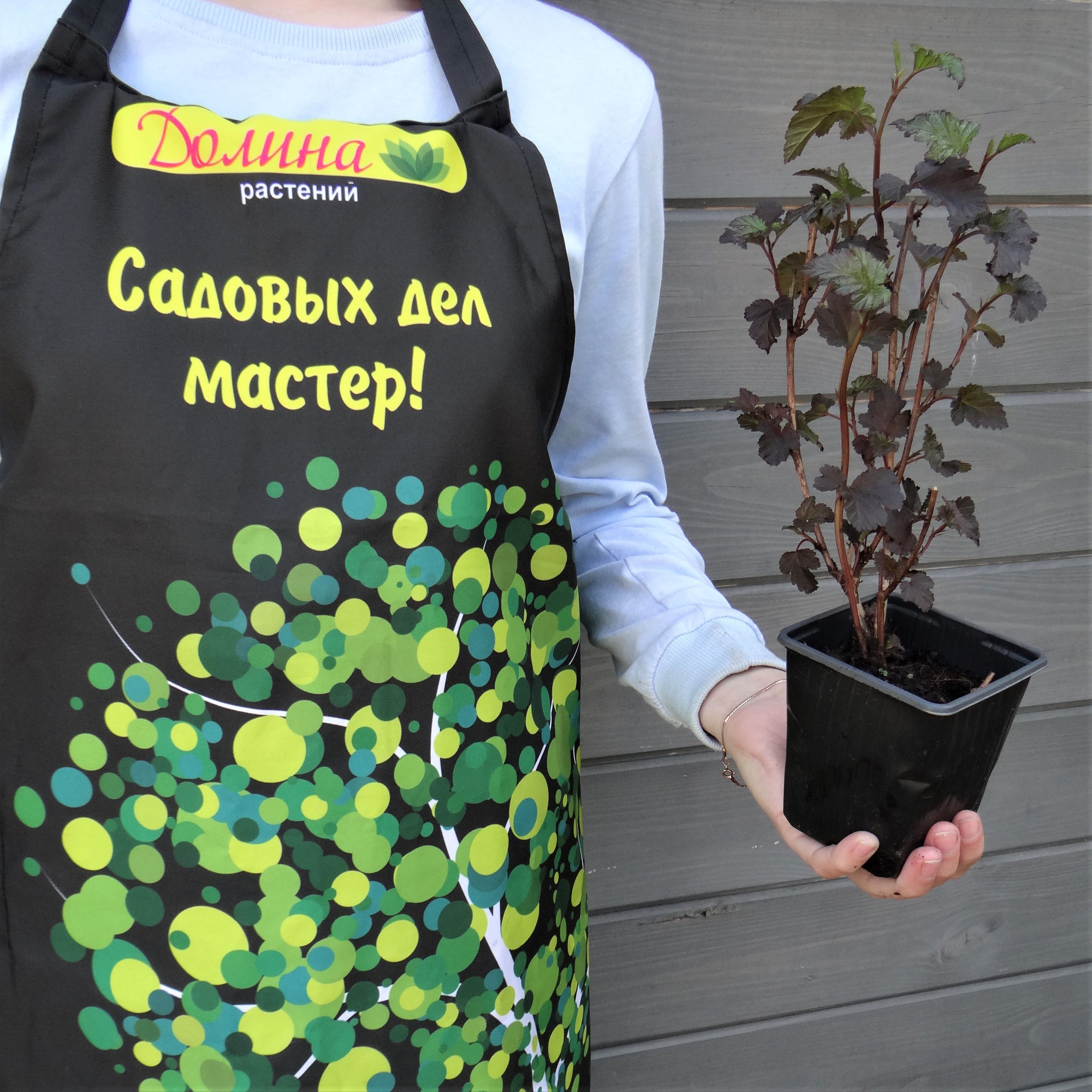 Саженцы Пузыреплодник Краснолистный Дьябло, С2 оптом.