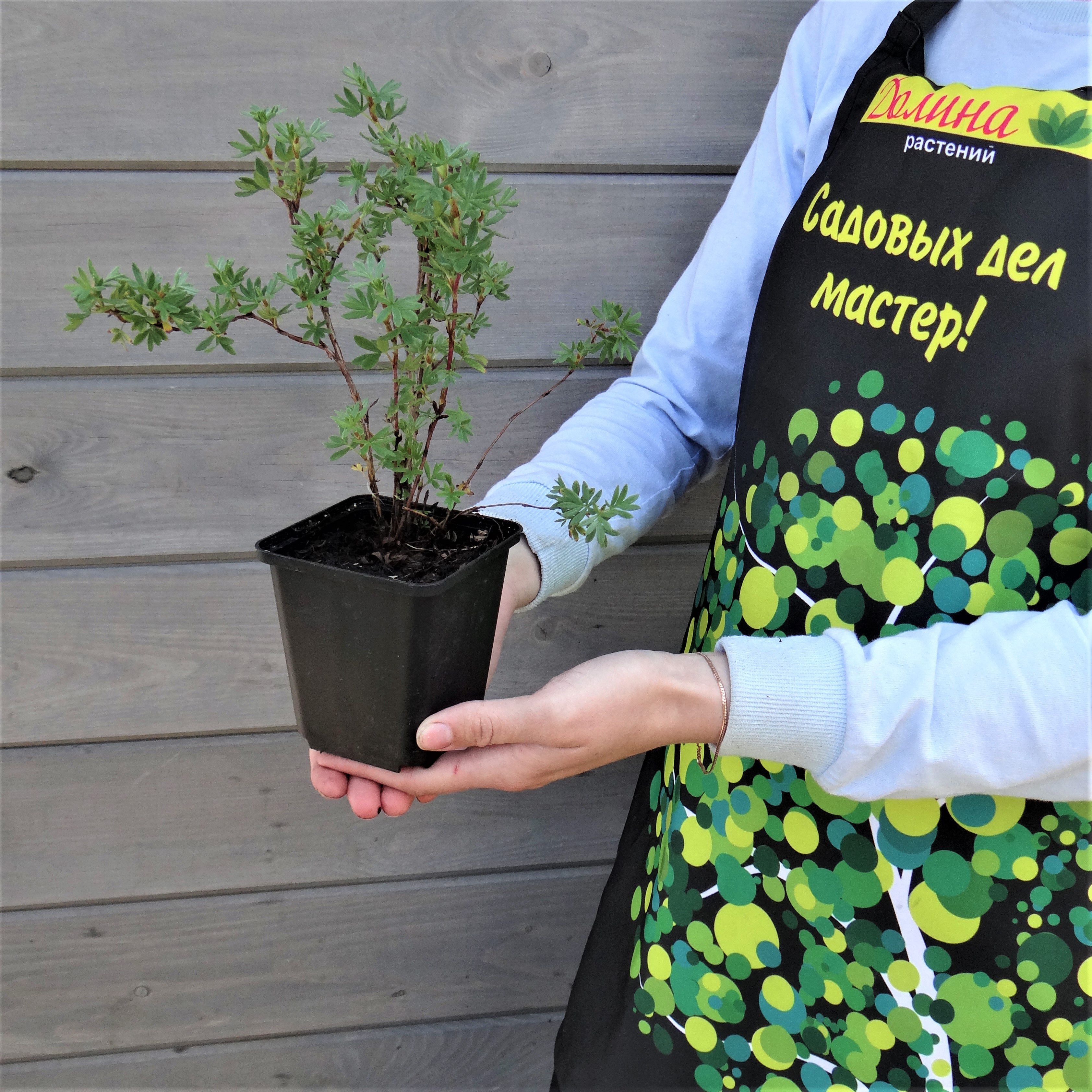 Лапчатка кустарниковая Саммерфлор