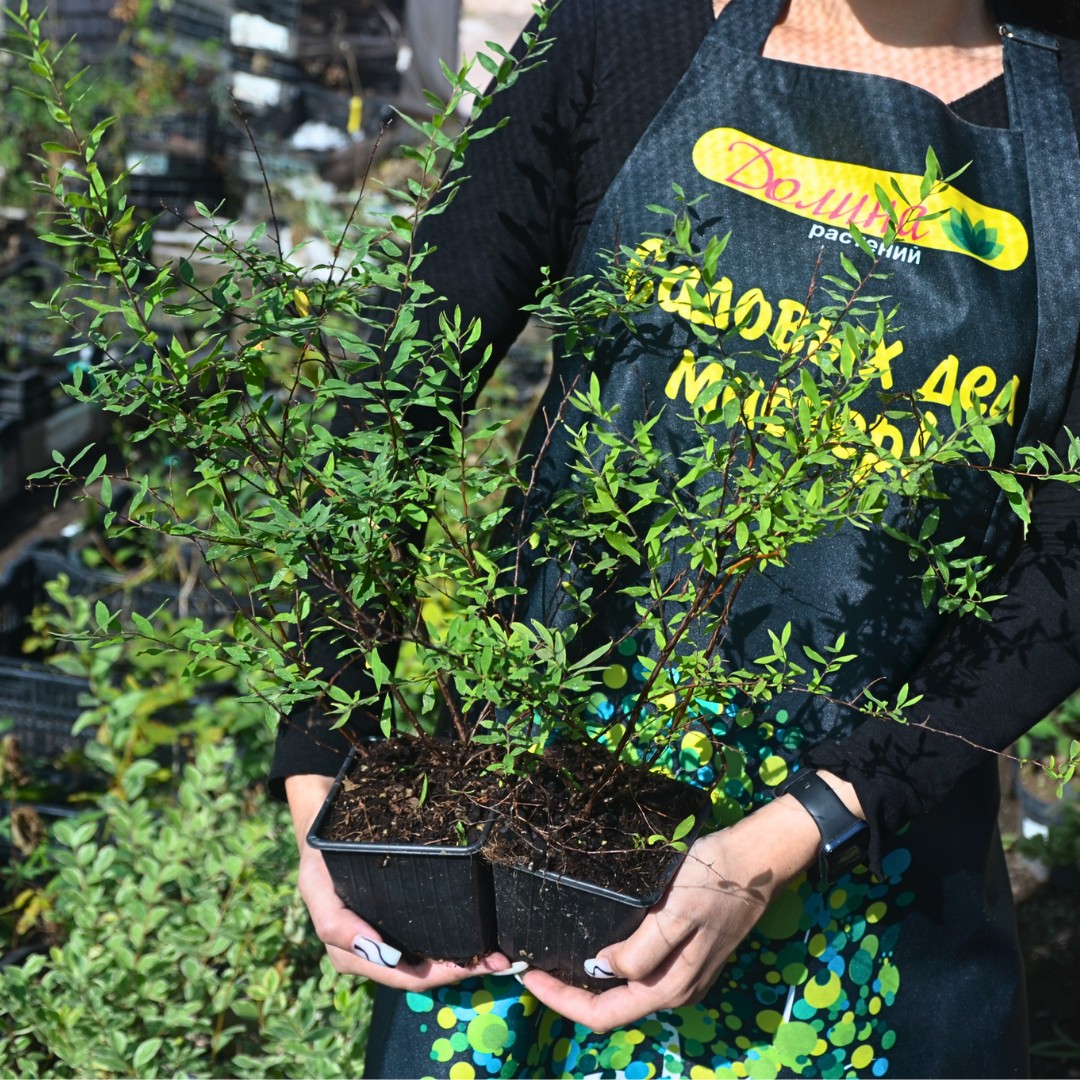 Спирея серая Грефшейм