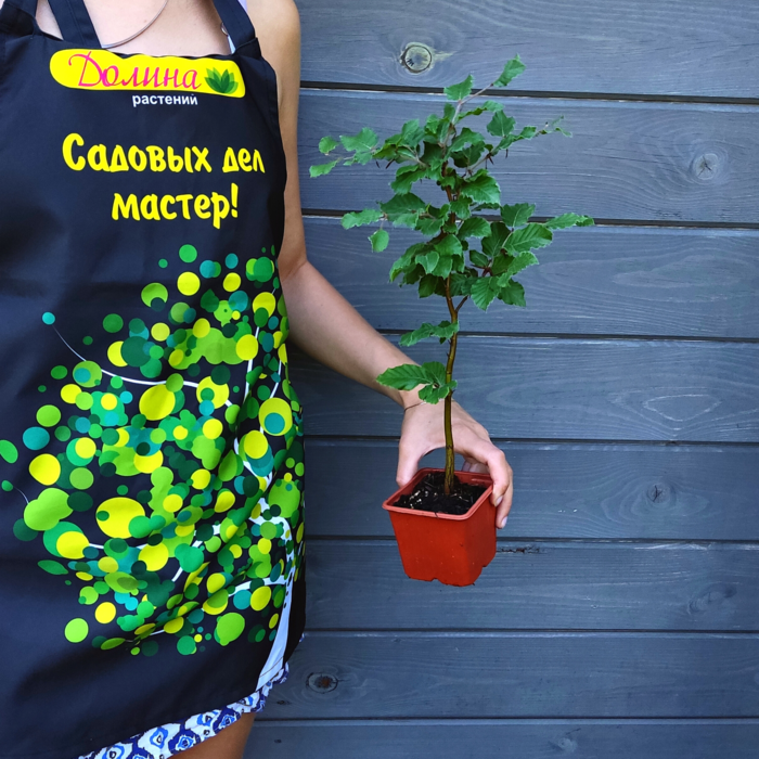 Саженцы Бук европейский, С5 (80-100 см) оптом.