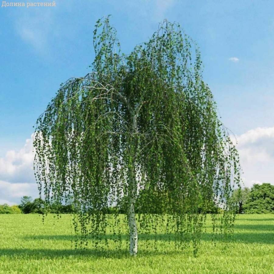 Береза повислая, С5