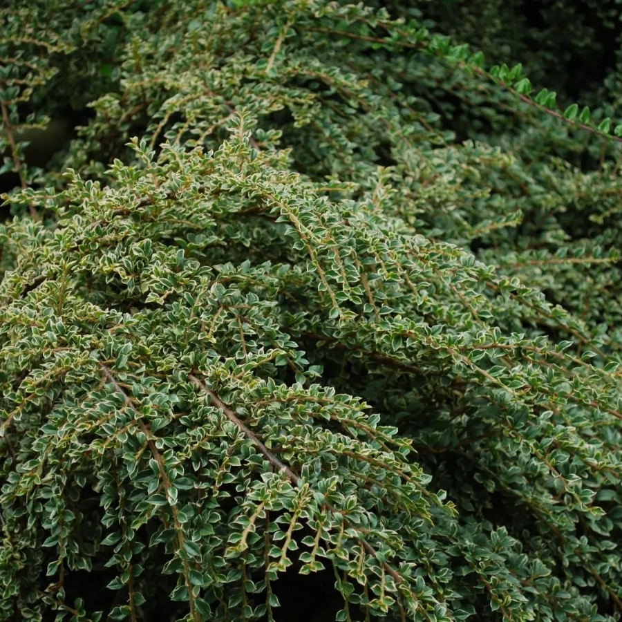 Кизильник горизонтальный, С3