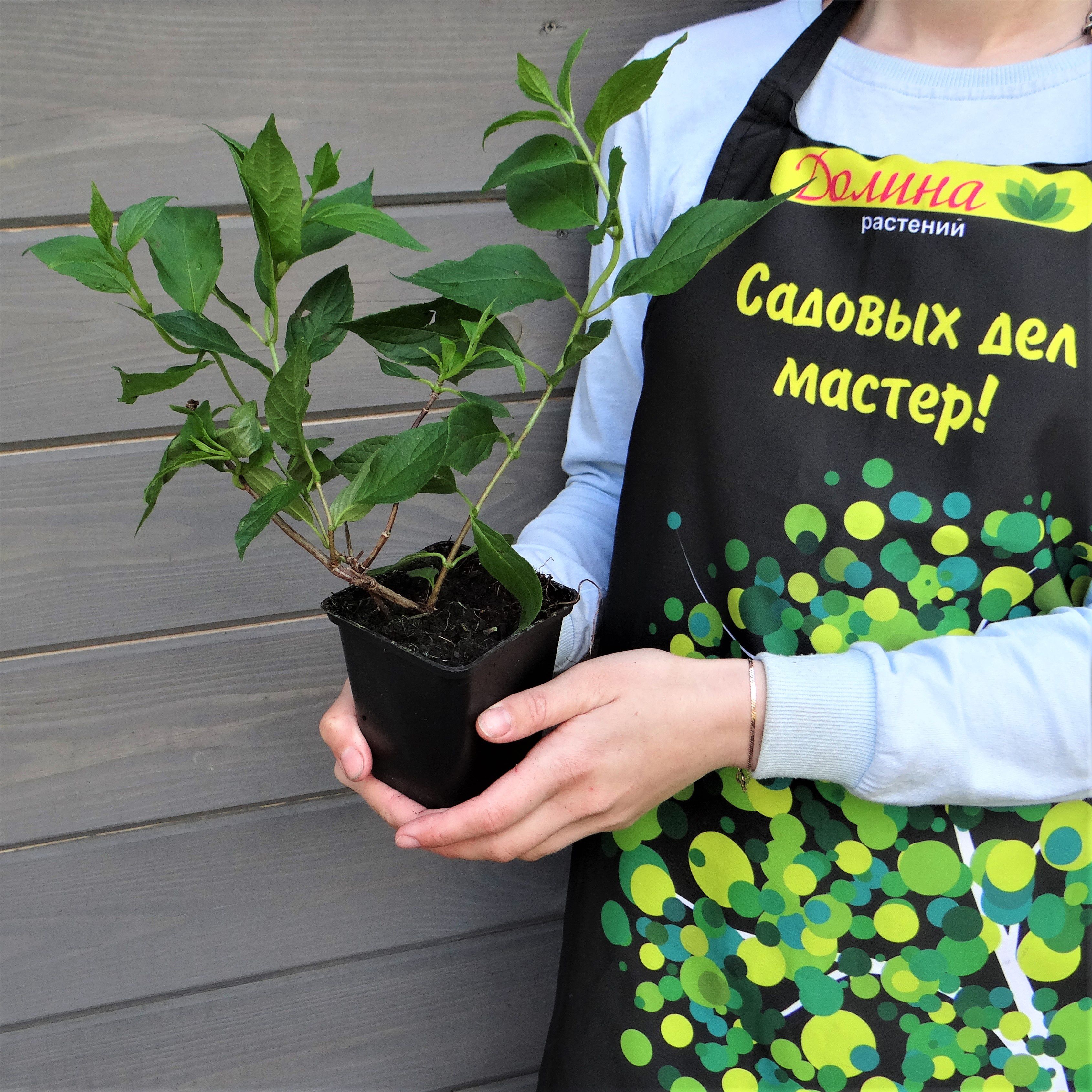 Гортензия метельчатая Граффити