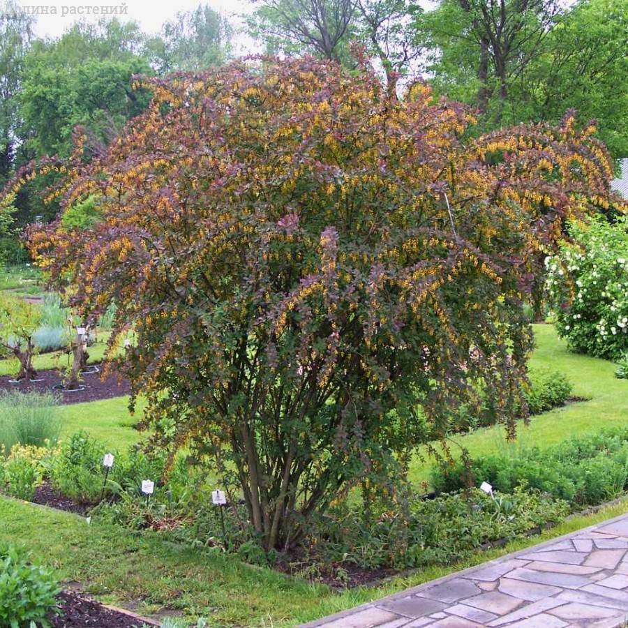 Барбарис Тунберга, С3