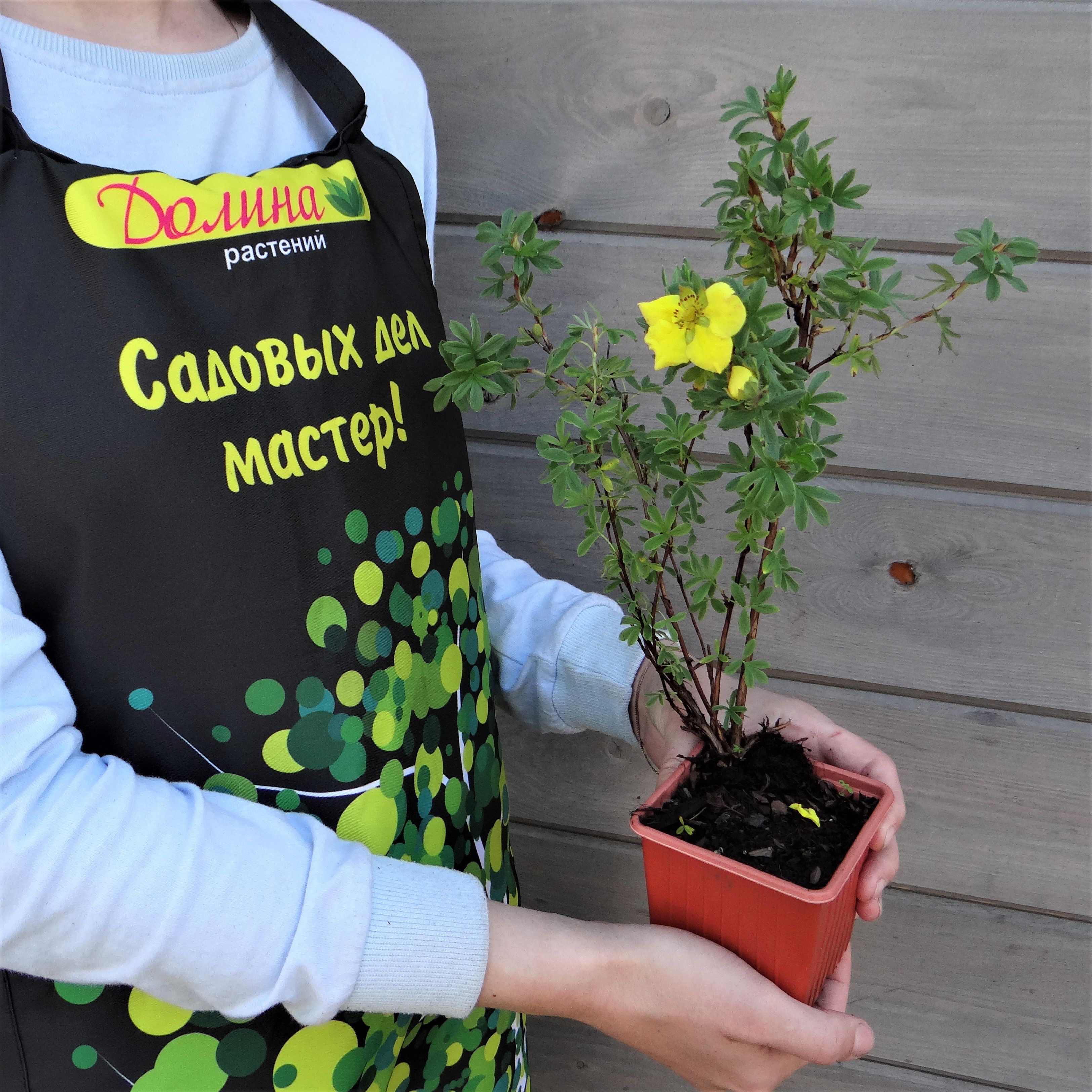 Лапчатка кустарниковая Голдтеппич