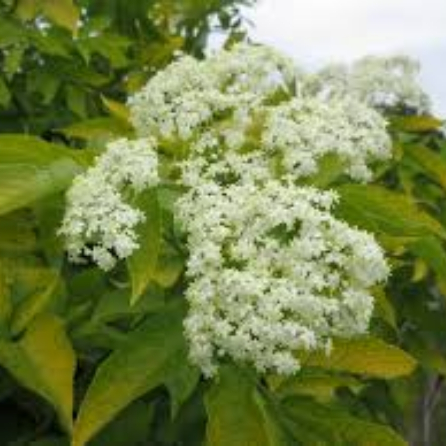 Бузина чёрная Ауреа, С3