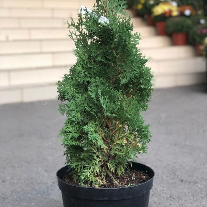 Туя западная Жеска, С2