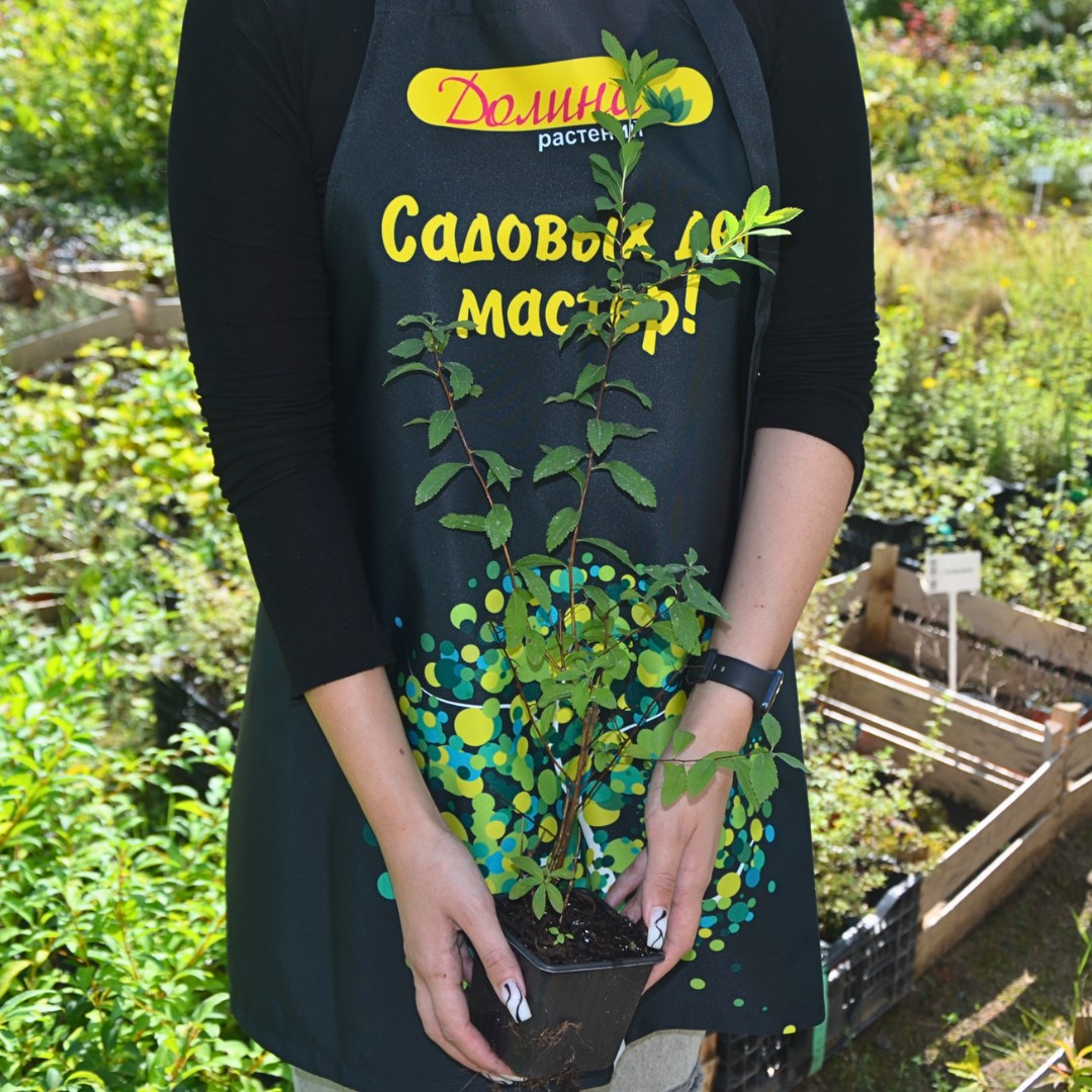 Саженцы Спирея иволистная, С3 оптом.