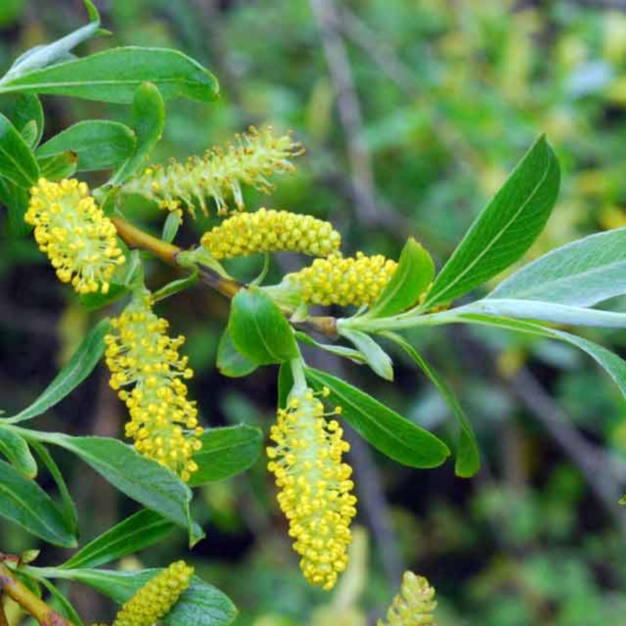 Ива ломкая, С3