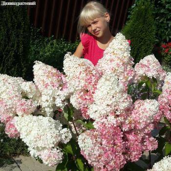 Саженцы Гортензия метельчатая Ванилла Фрейз, С2 оптом.