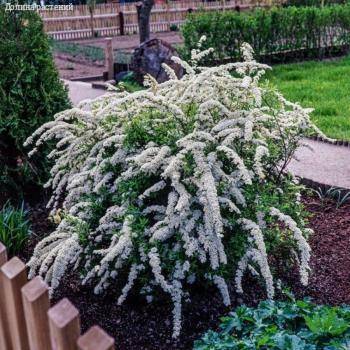 Спирея Аргута, С3