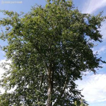 Ольха серая, С3