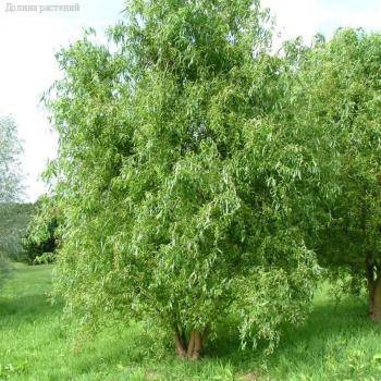 Ива Эритрофлексуоза, С3