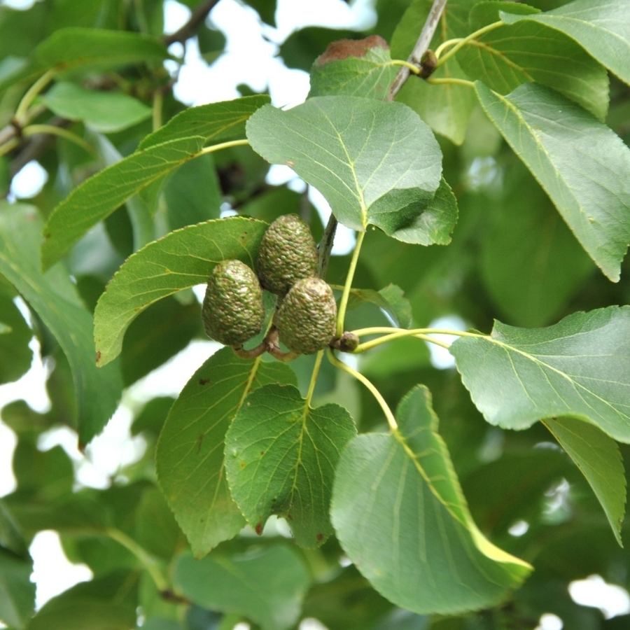 Ольха сердцелистная, С3