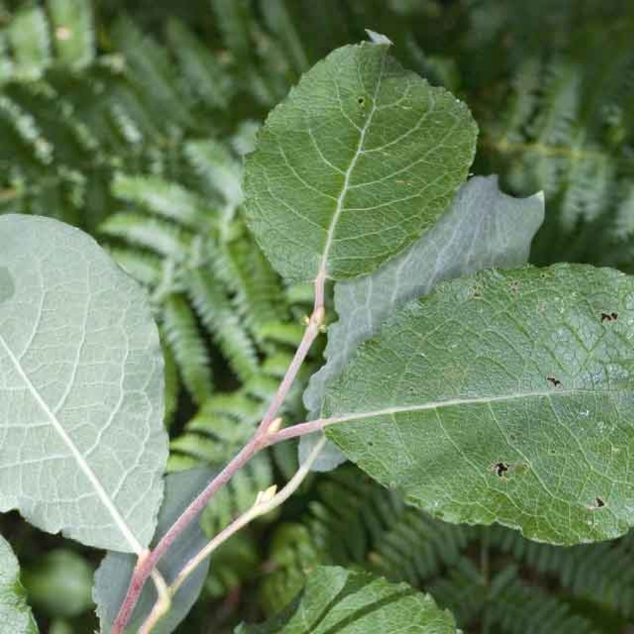 Ива козья, С3