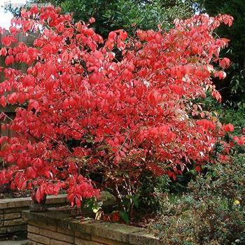 Бересклет крылатый, С3