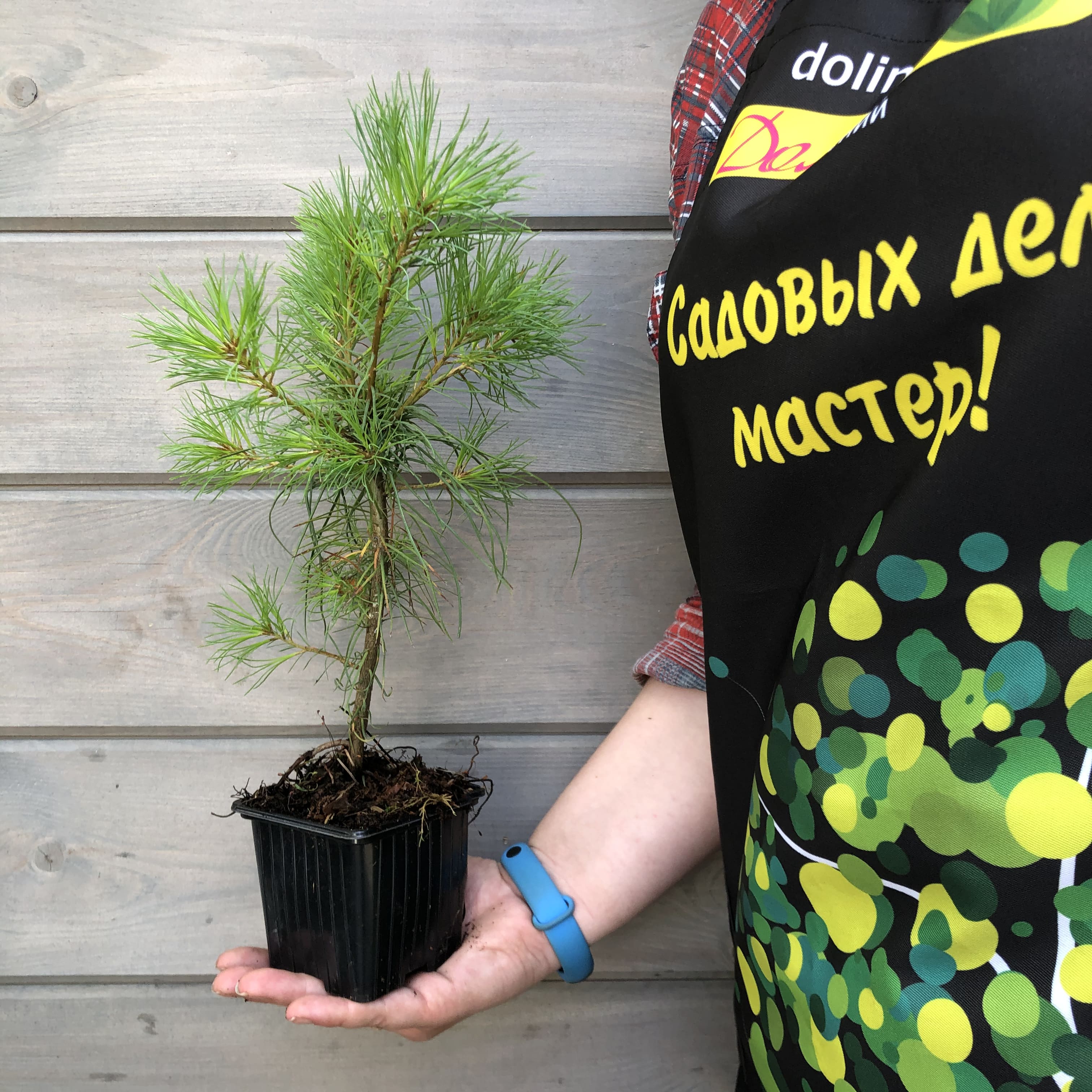 Саженцы Сосна Веймутова, С3 оптом.