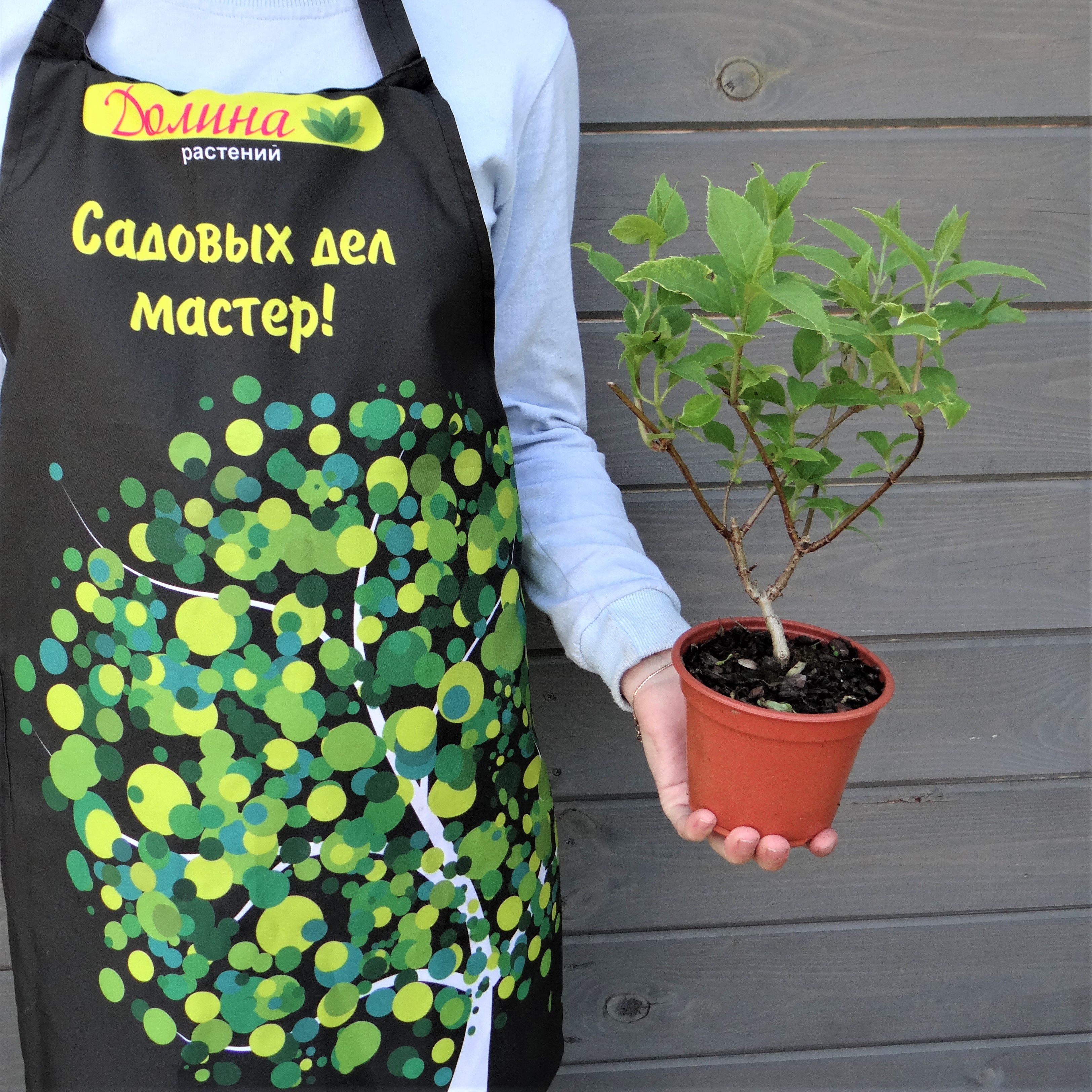 Саженцы Гортензия метельчатая Фантом оптом.