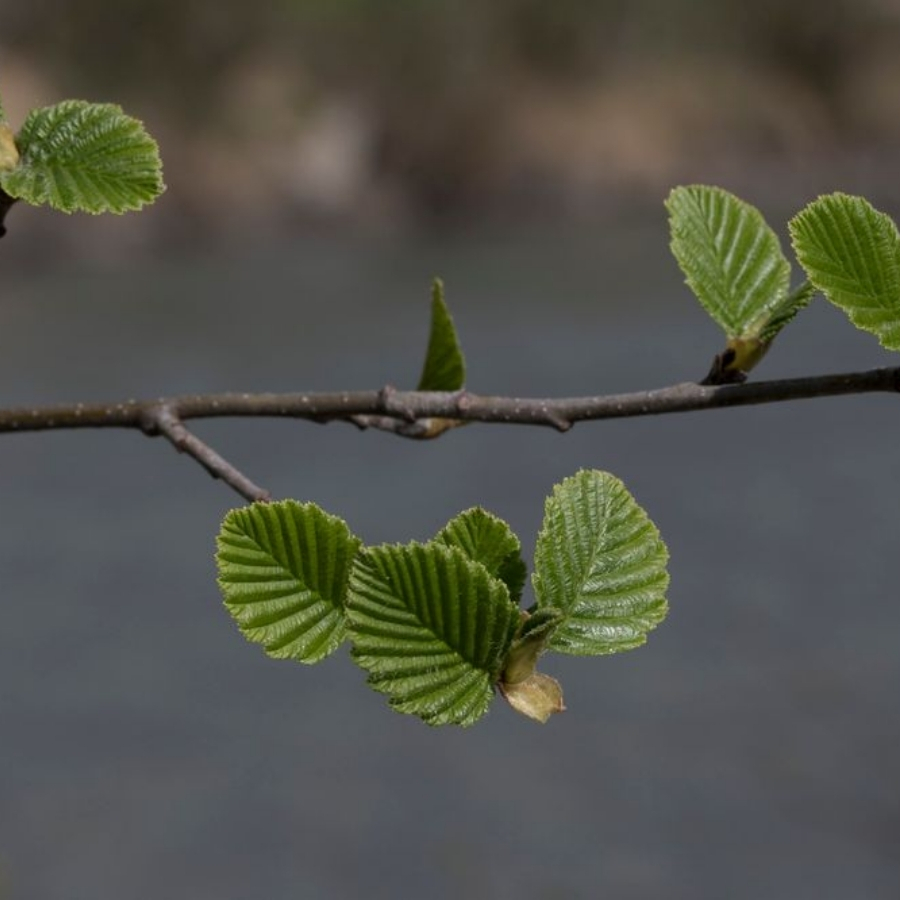 Ольха серая, С3