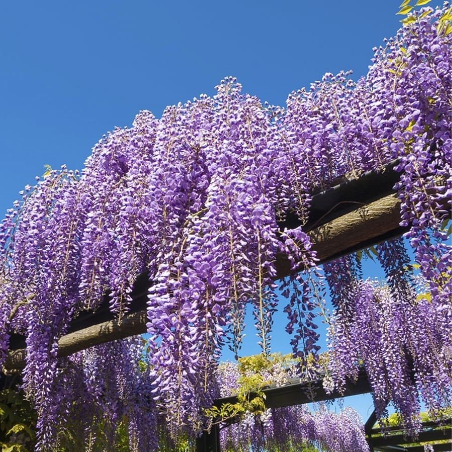 Глициния китайская, С3