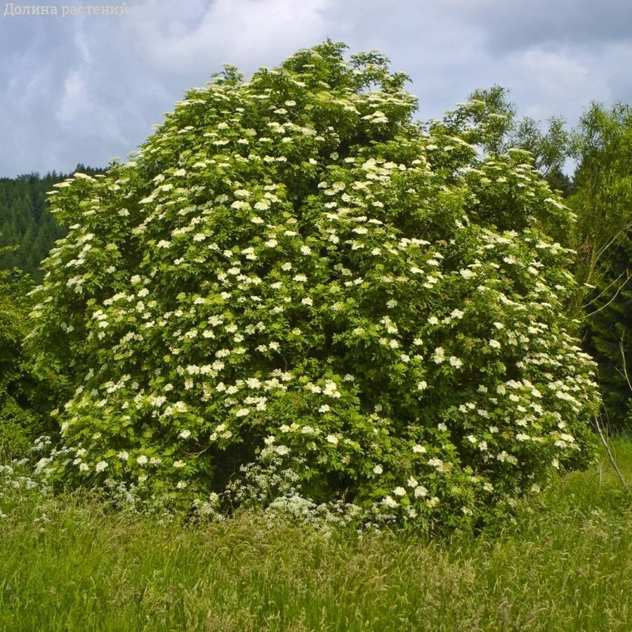 Бузина чёрная, С3